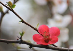 asian_flower2