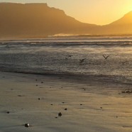 Expat Coaching